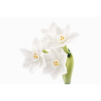 Paperwhites (bag of 10 bulbs)