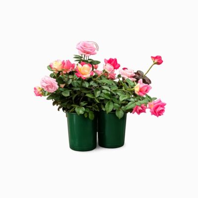 Bloomsaver Rose Caddy