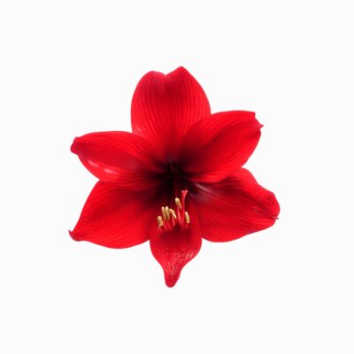 Amaryllis Bulbs (single Amaryllis bulb)