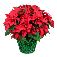 Holiday Bulbs