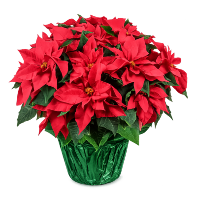 South Carolina Poinsettias